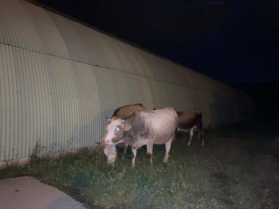 Krave odlučile pobjeći i slobodno šetati Dubravom, policija ih prati nazad u štalu