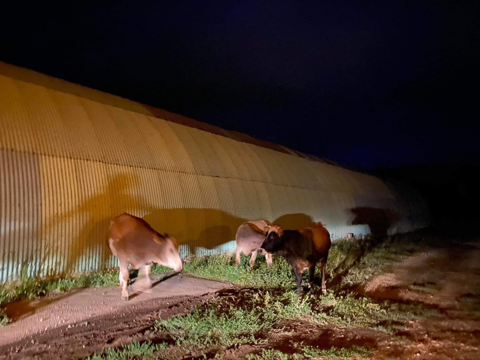 Krave odlučile pobjeći i slobodno šetati Dubravom, policija ih prati nazad u štalu