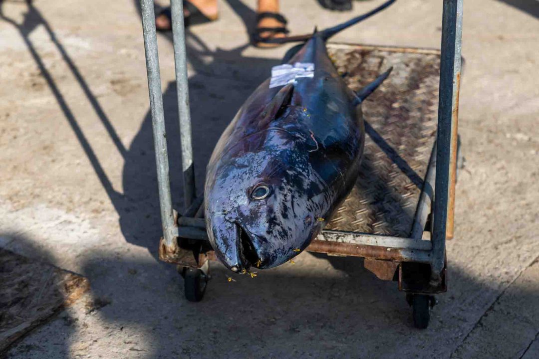 Posjetite besplatnu radionicu o zaštiti ribe i očuvanju ribljeg fonda u Jezerima!