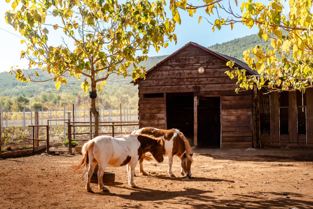 Suzana je učionicu zamijenila farmom u Dubravi: 'Kriza ima, ali svoju odluku nikada nisam požalila'