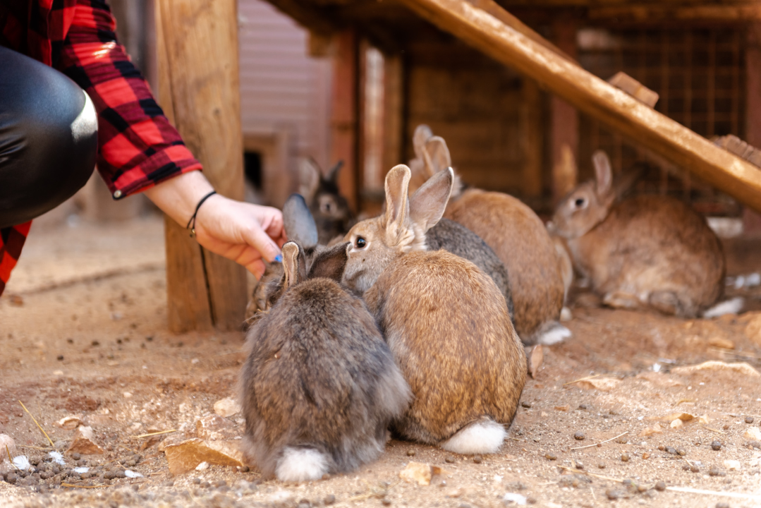 Suzana je učionicu zamijenila farmom u Dubravi: 'Kriza ima, ali svoju odluku nikada nisam požalila'