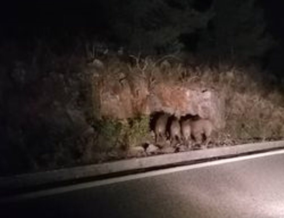 Nekoliko mladih veprova šeće kraj ceste između Bilica i Tromilje