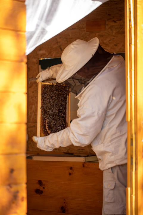 Doda Pčelarica je, s puno ljubavi i volje, napravila malo pčelinje carstvo: Ispričala nam je sve o pčelama, medu, propolisu, peludu… 