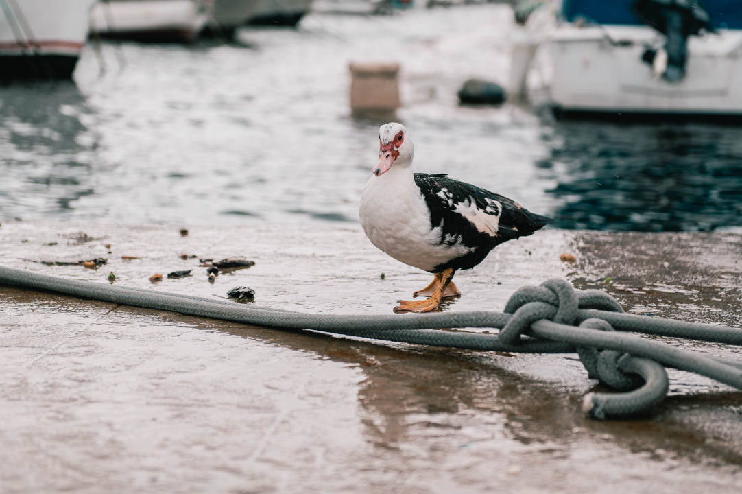 Patak Mile je dolački mezimac, labudovi nisu dobrodošli: ‘Posla bi ih kod britanske kraljice’