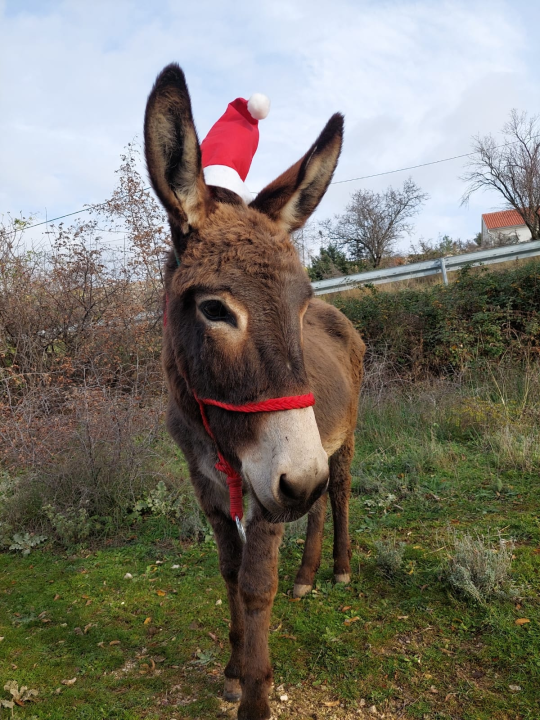 Božićni duh u skradinskom zaleđu: Magarice s kapicama prave pozerice