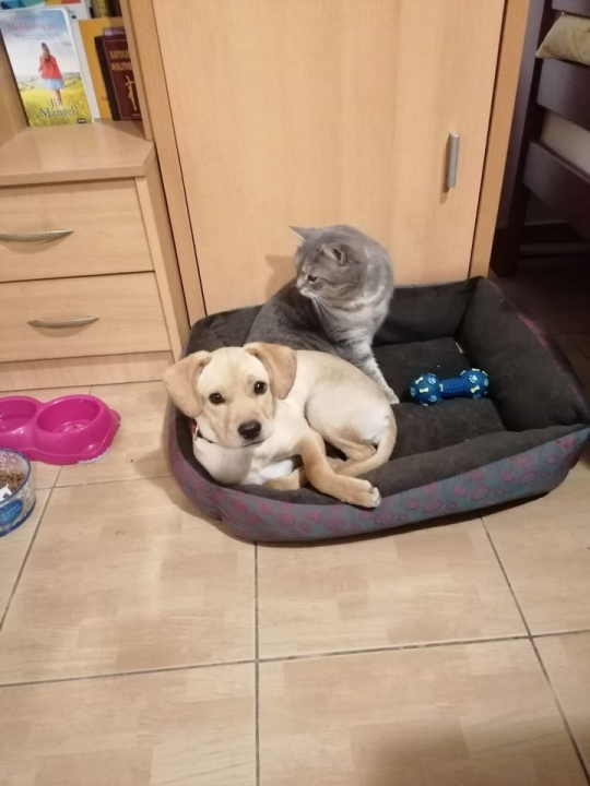 Tužna pseća priča Belline i Belle: 'Njihovi ljudi su se razboljeli i ne mogu se brinuti za njih'