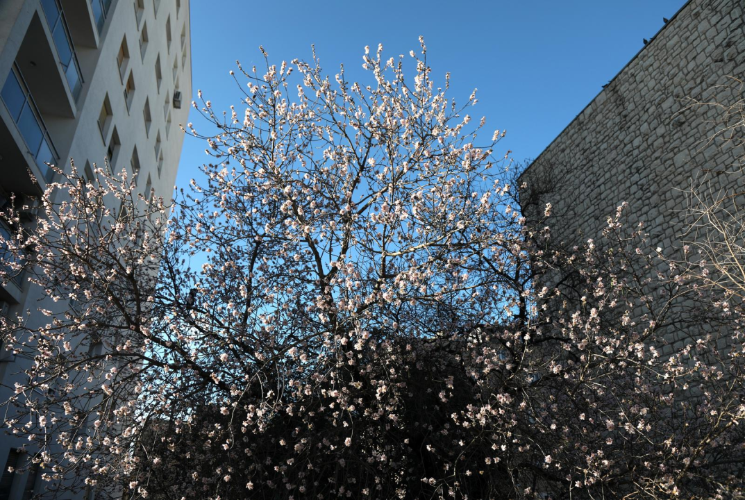 Proljeće usred zime: U Šibeniku procvjetalo stablo badema, a ima i šparoga