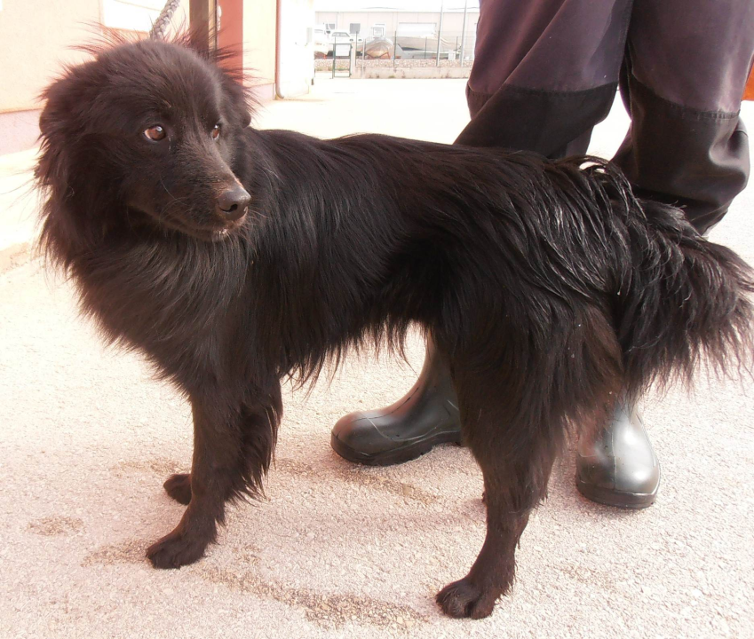 Gospodin Flui traži svoju novu obitelj: 'Spreman je nekome promijeniti život na bolje'