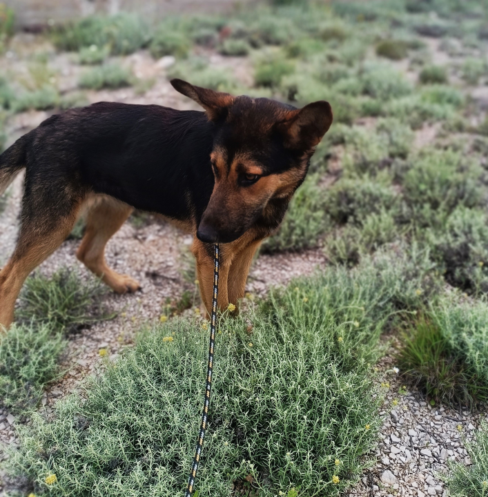 Mona traži dom: 'Ona treba ljude koji će imati volje, želje i ljubavi za ovo divno biće' 