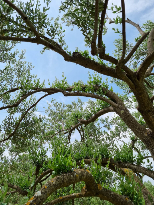 Uručeni eko certifikati za proizvođače iz Skradina i Tribunja 