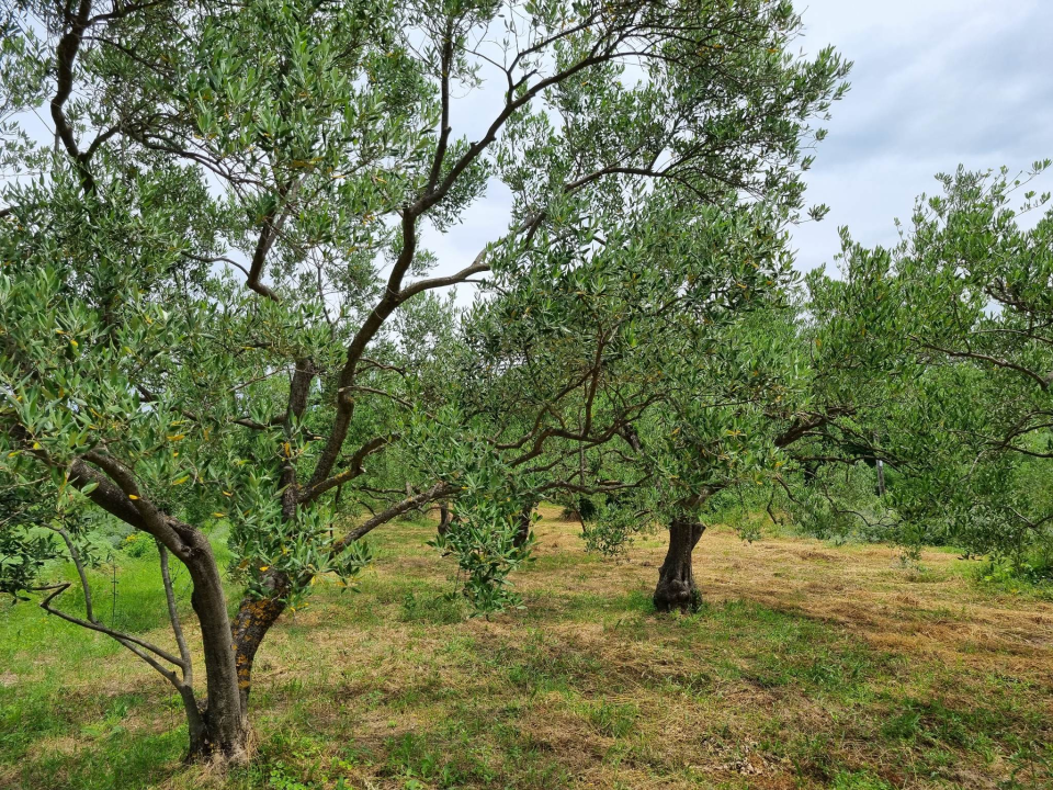 Maslinar Nikica Roško: 'Ovo više nije težak zanat, tehnologija je olakšala, nedostaje samo strpljenja' 