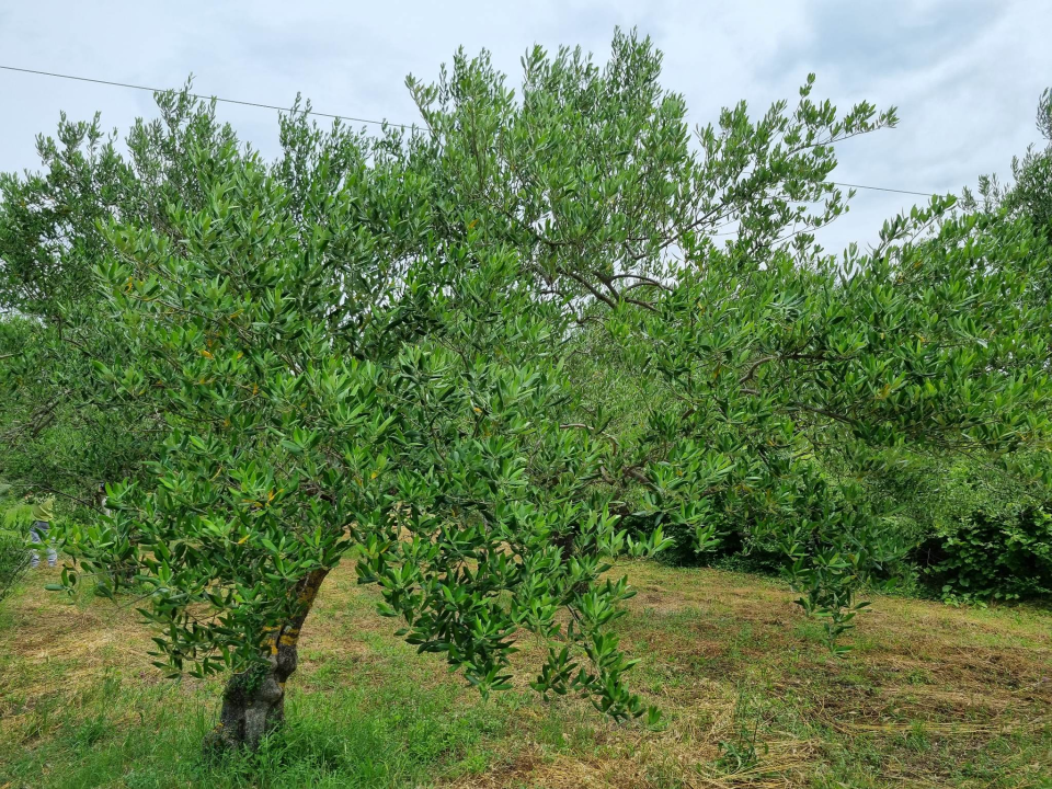 Maslinar Nikica Roško: 'Ovo više nije težak zanat, tehnologija je olakšala, nedostaje samo strpljenja' 