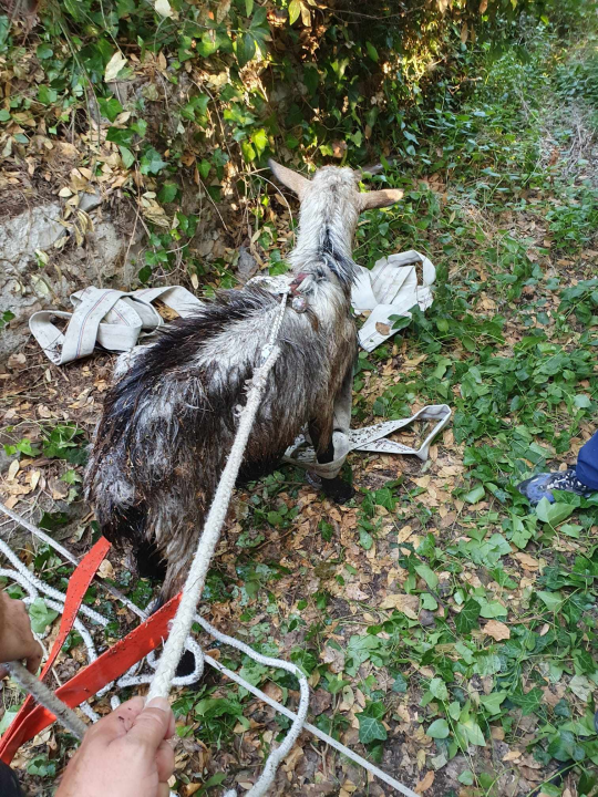 Zlarinski vatrogasci spasili jarca iz bunara: 'Navodno je upao prije više dana'