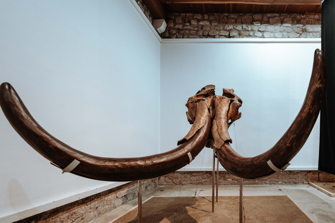 U Muzej ‘stigao’ stepski mamut iz Slavonskog Broda: ‘I Drniš svog mamuta ima'