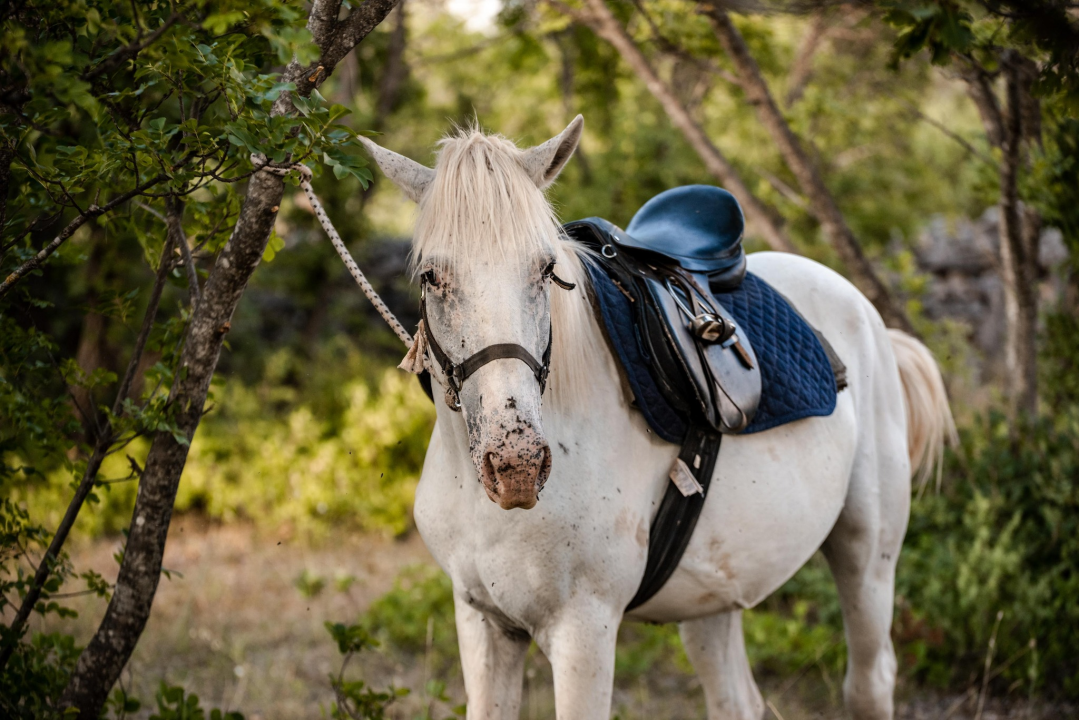 Obitelj Lovrić pokrenula posao s konjima na Miljevcima: 'Selo nudi sve, samo treba raditi'