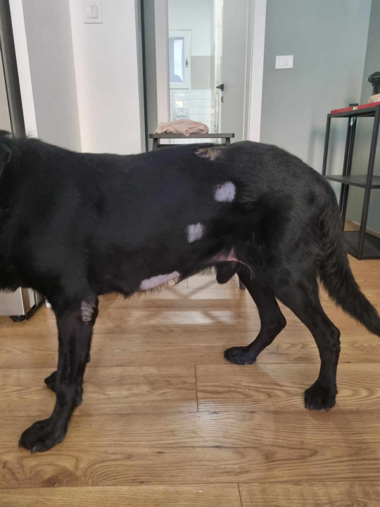 Još nisu nađeni kangali koji siju strah po Njivicama: Policijska statistika napada pasa u županiji je 'impresivna'