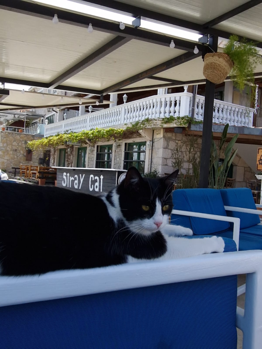 Rock'n'roll, finger food i kokteli: Stray Cat mjesto je koje morate posjetiti! 