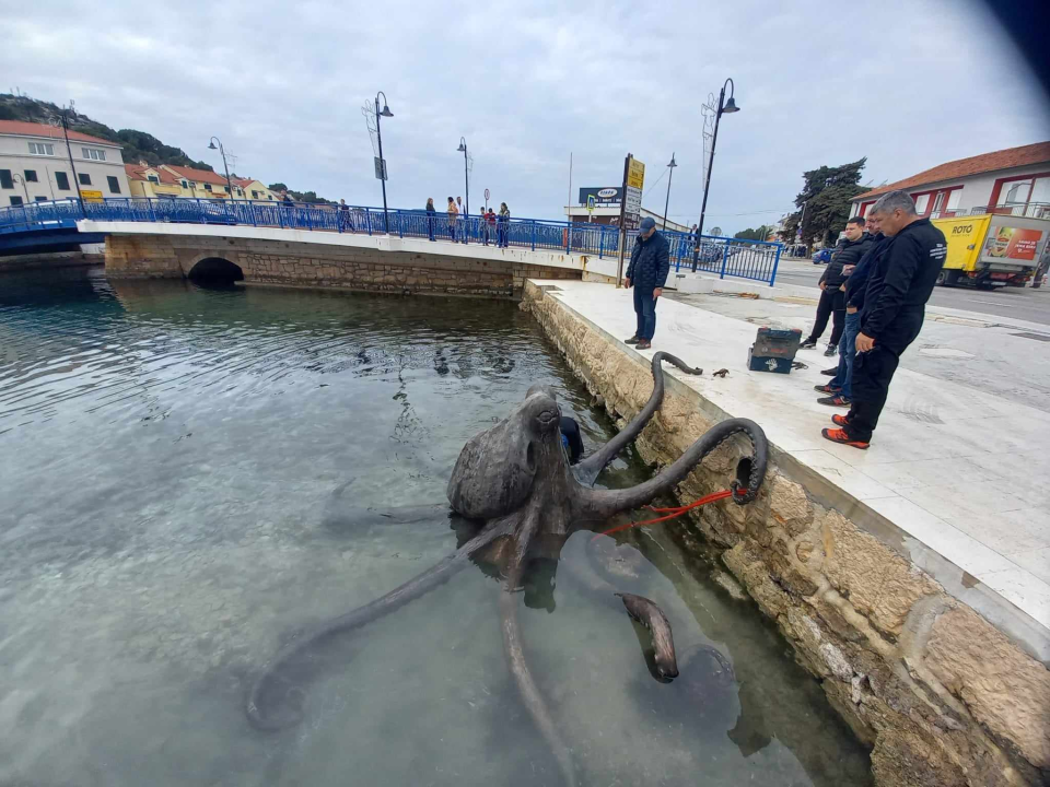 Mulo kod mosta u Tisnom napala gigantska hobotnica: Vjerojatno je riječ o 'osveti' 