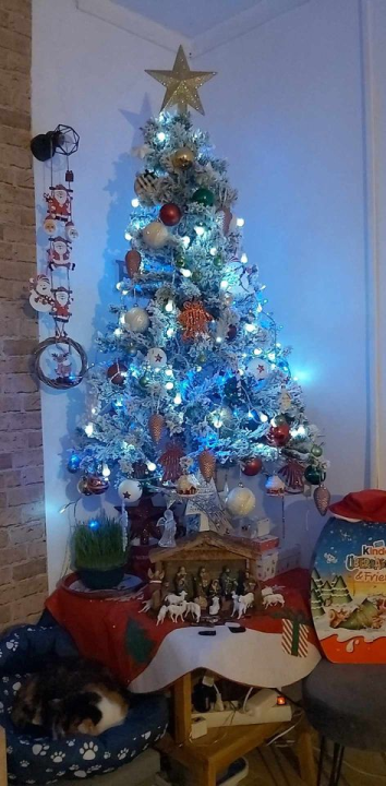 Provjerite tko su pobjednici izbora za naj jelku!