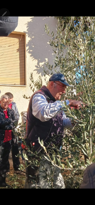 Ispred Radio Ritma prezentirana rezidba masline