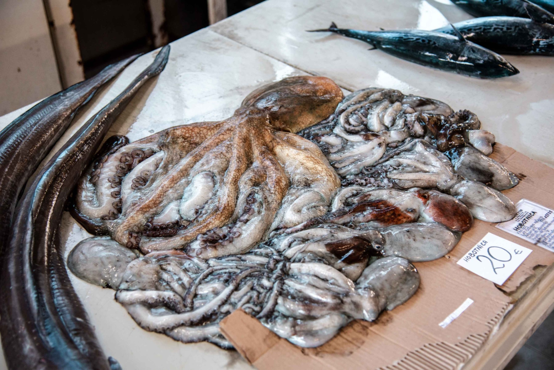 Šibenska peškarija danas nudi hamu, ribu na rubu istrebljenja u Jadranu