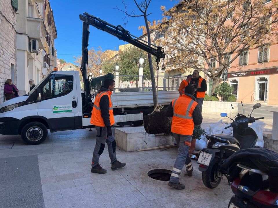 Nakon medijske kritike, Zeleni grad posadio novo stablo ispred hotela Jadran