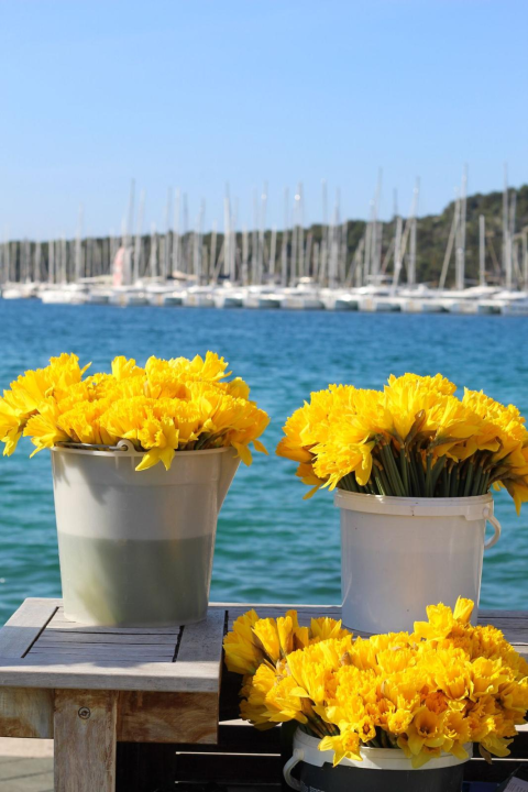 Dan narcisa obilježen u Rogoznici