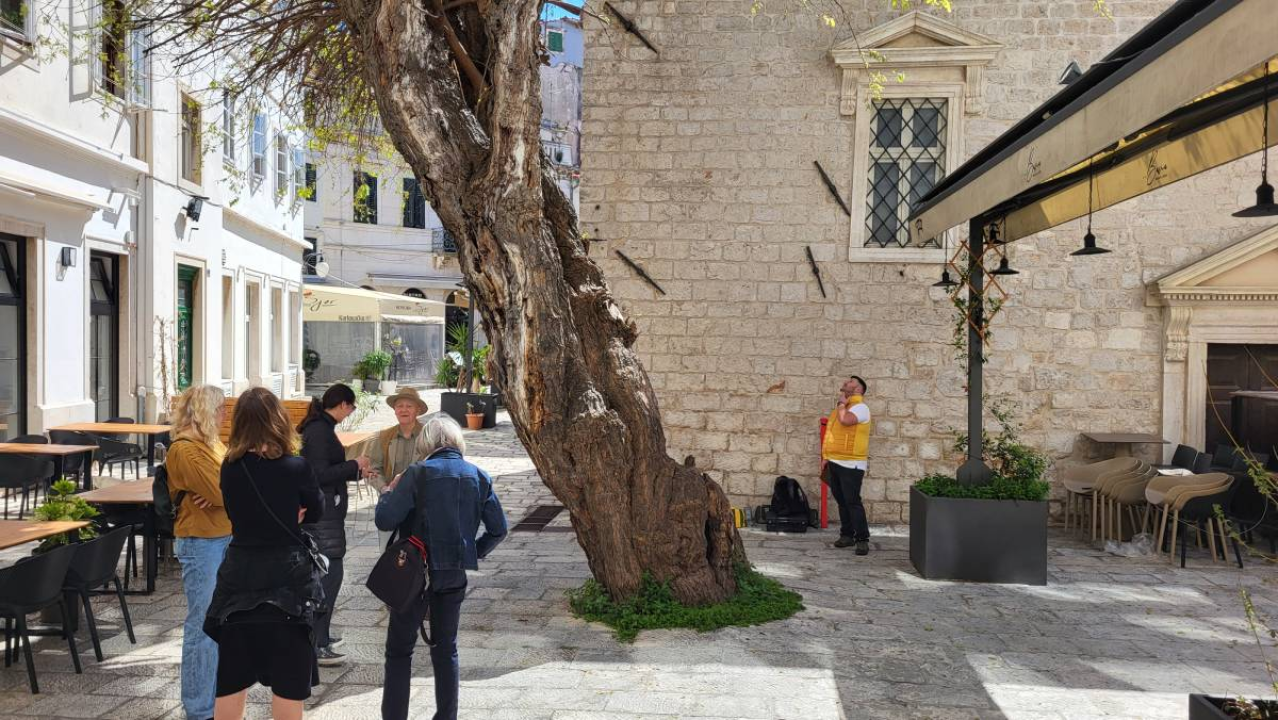 Doktor za drveća pregledao murvu: Koliko je staro legendarno šibensko stablo?