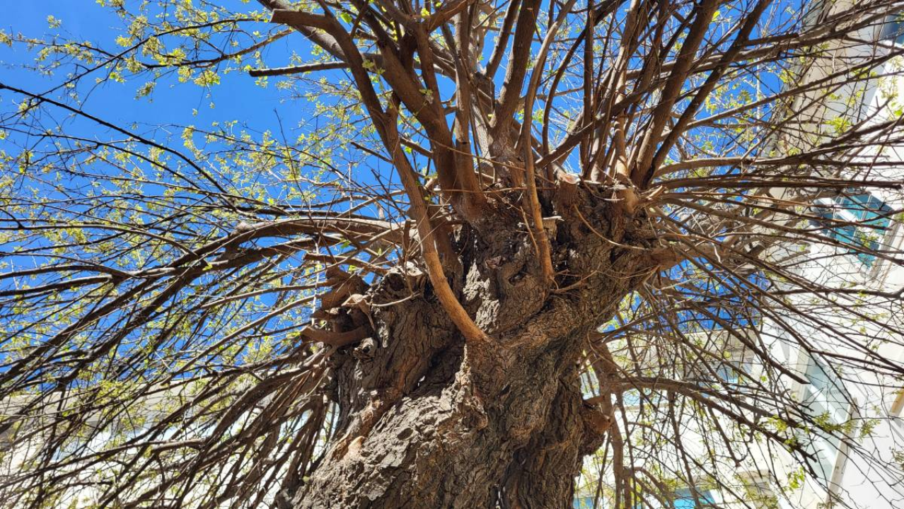Doktor za drveća pregledao murvu: Koliko je staro legendarno šibensko stablo?