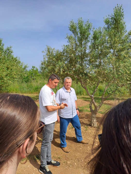 Šibenski studenti na OPG-u Uroda učili o značenju maslinovog ulja kao lijeka i hrane