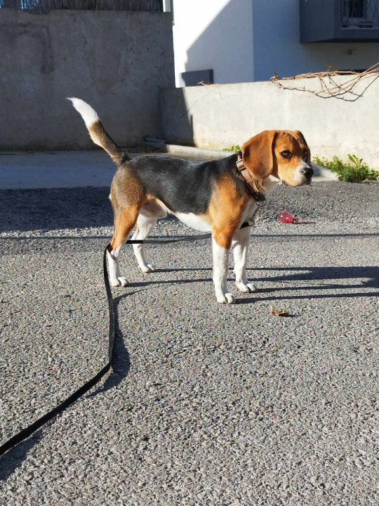 Provjerite tko su naj ljubimci 2024. godine!