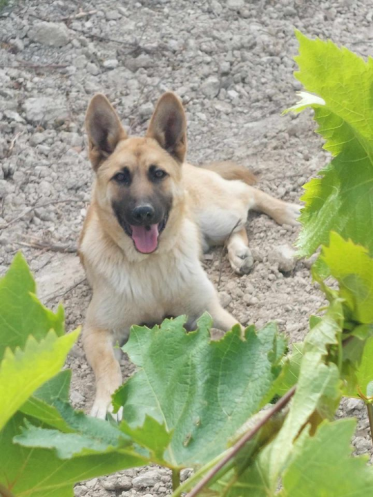 Provjerite tko su naj ljubimci 2024. godine!