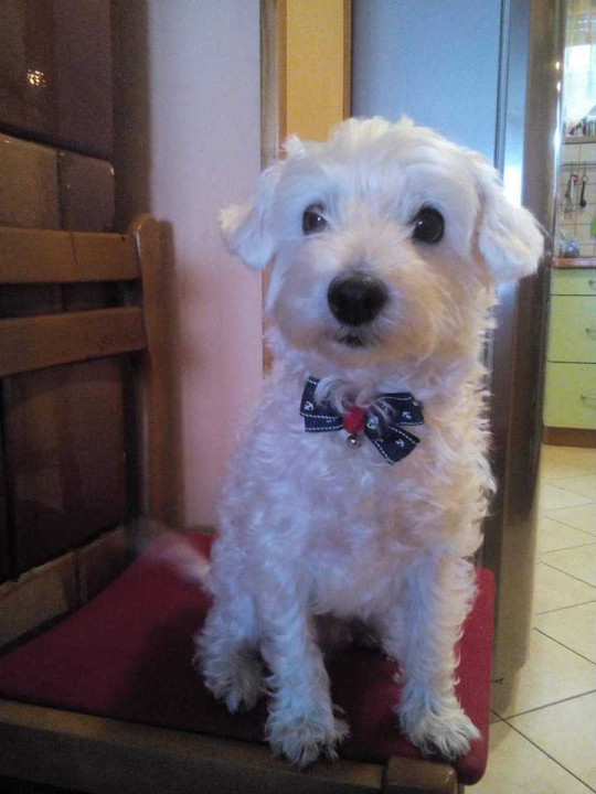 Provjerite tko su naj ljubimci 2024. godine!