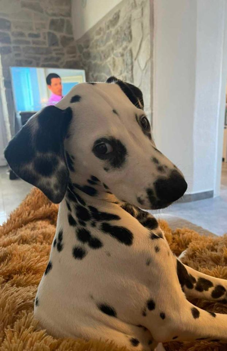 Provjerite tko su naj ljubimci 2024. godine!