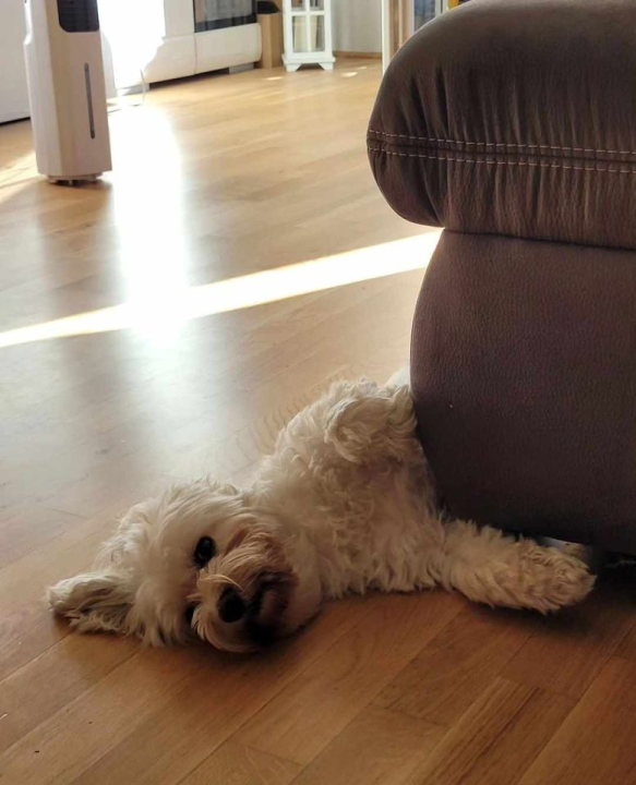 Provjerite tko su naj ljubimci 2024. godine!