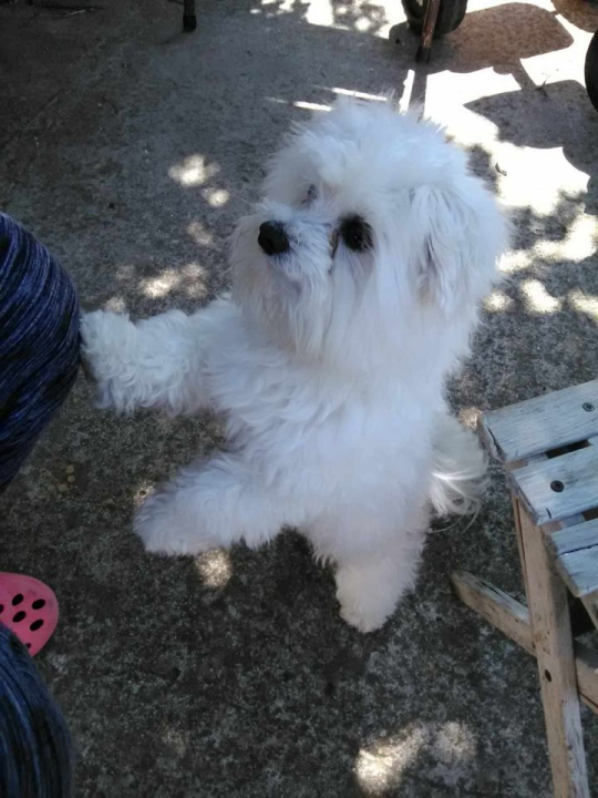 Provjerite tko su naj ljubimci 2024. godine!