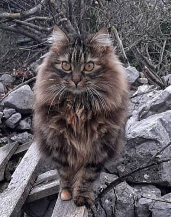 Provjerite tko su naj ljubimci 2024. godine!