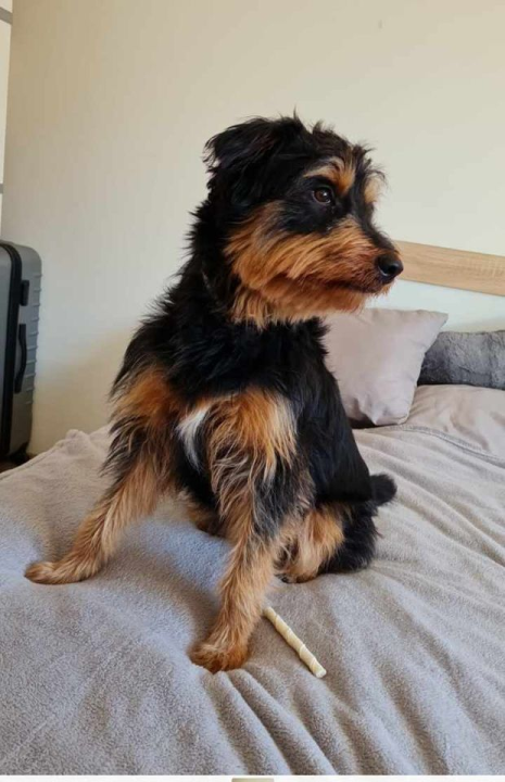 Provjerite tko su naj ljubimci 2024. godine!