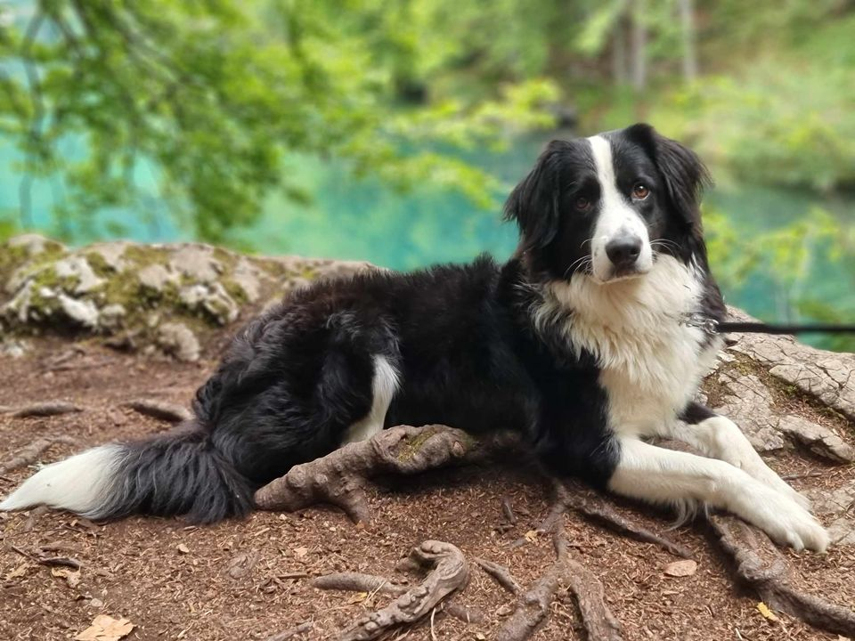 Provjerite tko su naj ljubimci 2024. godine!