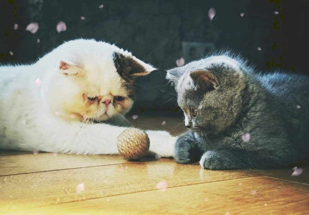 Provjerite tko su naj ljubimci 2024. godine!