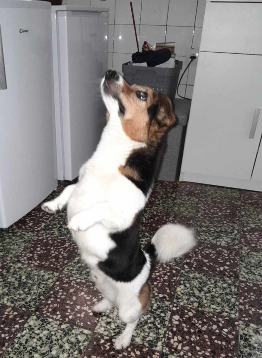 Provjerite tko su naj ljubimci 2024. godine!