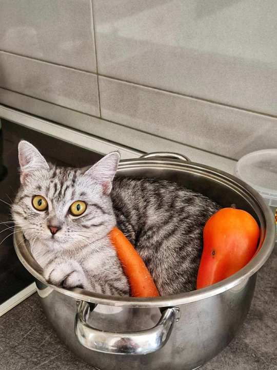 Provjerite tko su naj ljubimci 2024. godine!