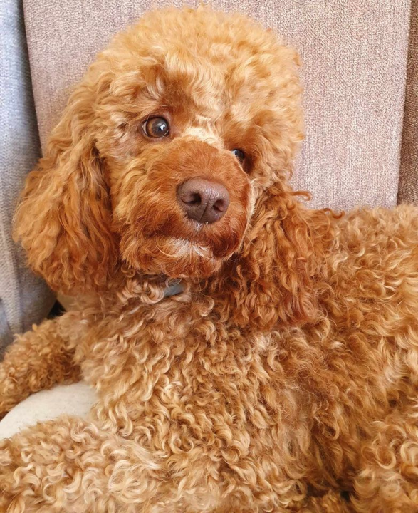 Omiljeni bistro Kod Starog odlično je odredište i u ljetnim danima!