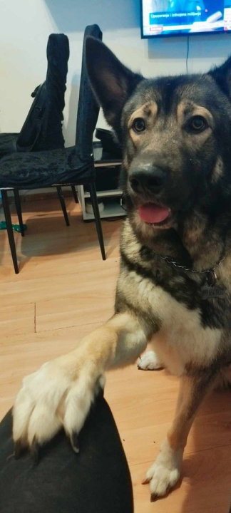 Provjerite tko su naj ljubimci 2024. godine!