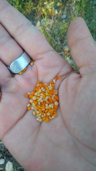 Doris Banić u Dubravicama ima penthouse i hotel, a njezini 'gosti' boravak ne plaćaju