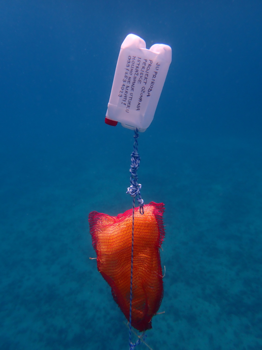 Vidjeli ste plemenitu perisku? Dojavite lokaciju i osvojite nagradu