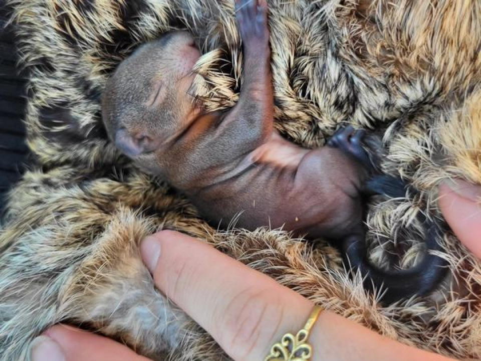 Vatrogasci spasili bebu vjevericu. Nazvali su ga Pablo 