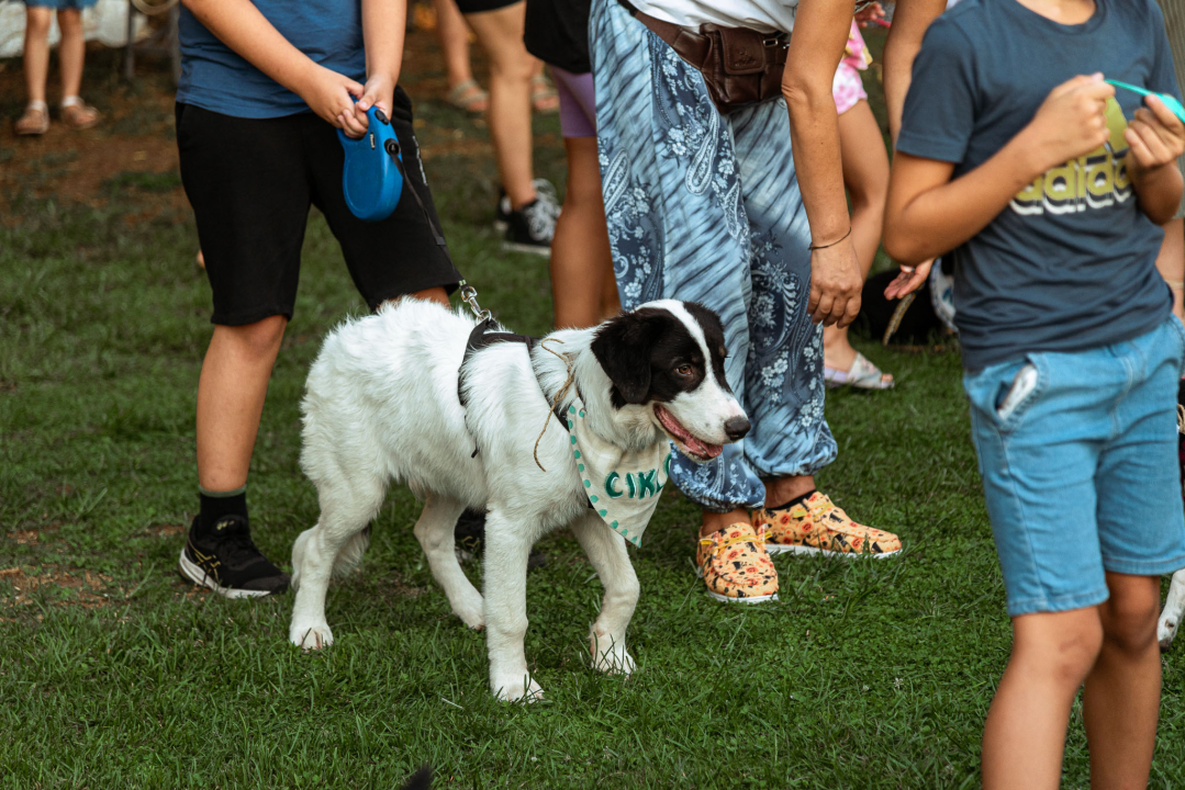 Šibenske šape rođendan proslavile izložbom pasa, tombolom i kvizom