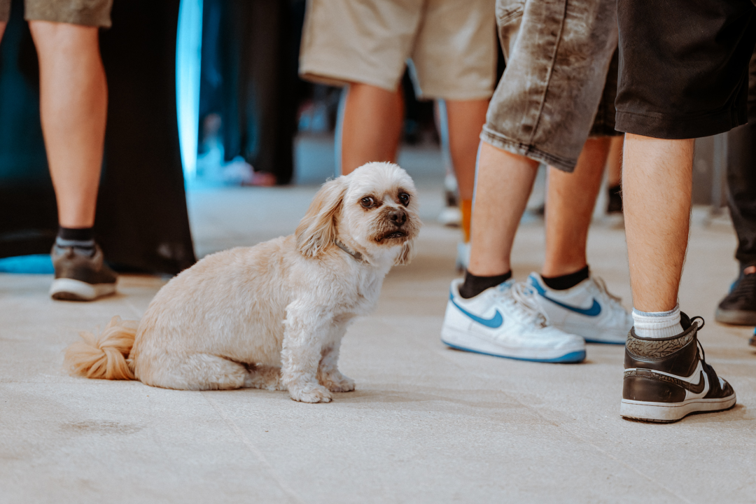 Glazbeni spektakl sinoć na Tvrđavi, u Arsenu i Azimutu