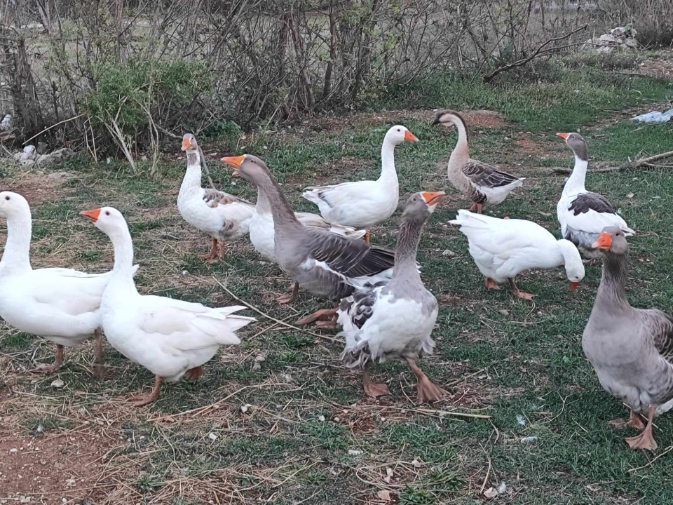 Sve je krenulo s nekoliko ovaca, a danas obitelj Zelenika iz Knina ima pravo životinjsko carstvo